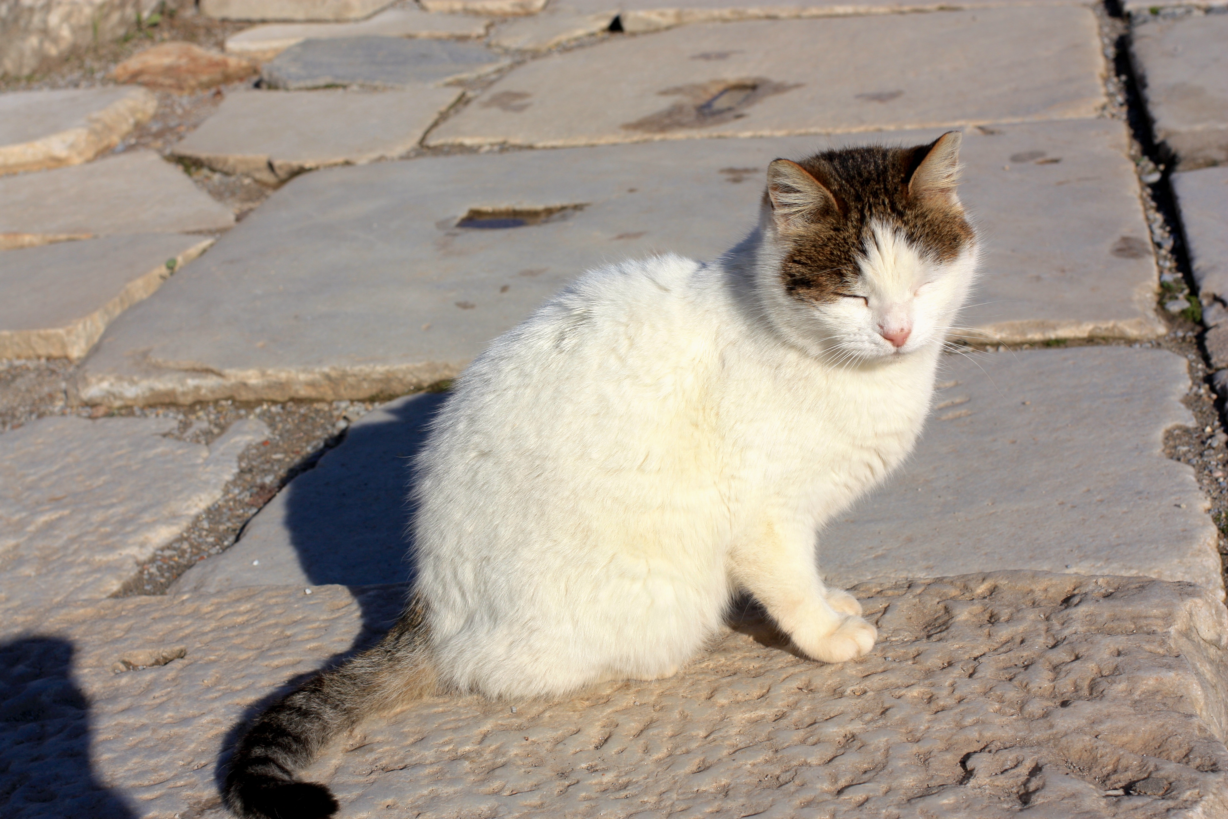Aegean Cat: Aegean Aegean Catdomestic Cat Originated From The Cycladi Breed