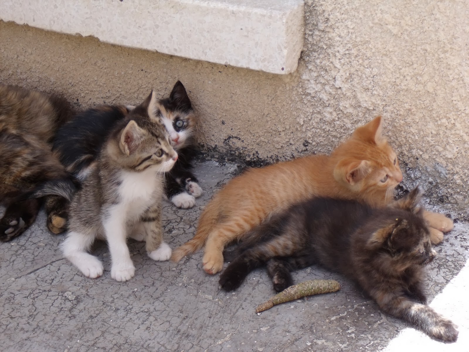 Aegean Cat: Aegean Greek Aegean Cat Breed