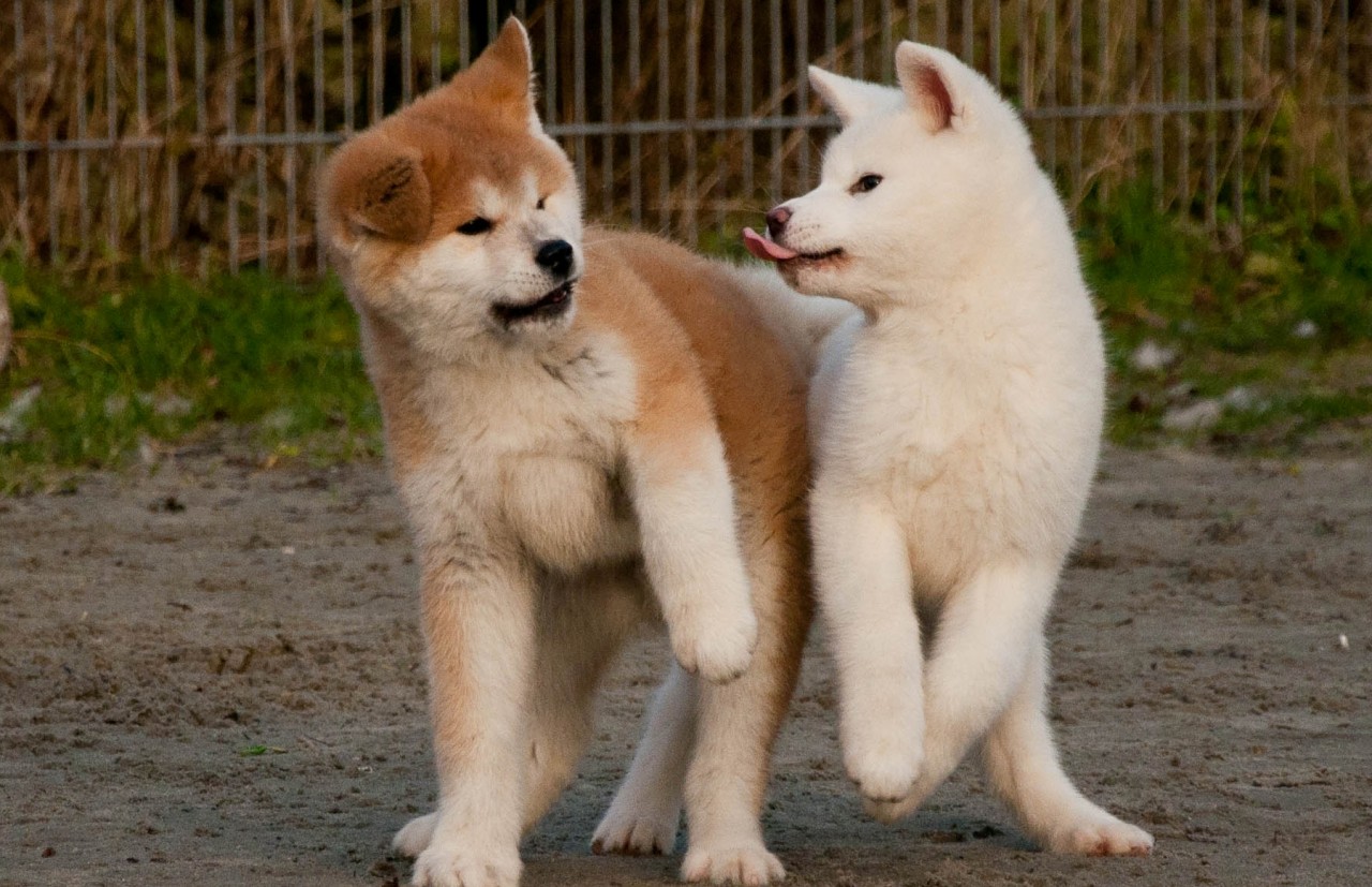 Akita Inu Puppies: Akita Akita Inu Breed