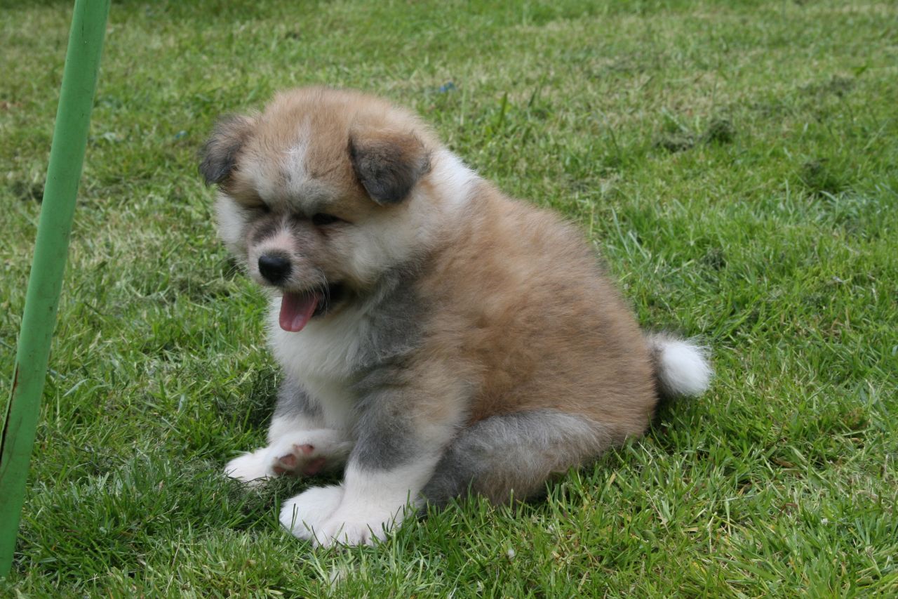 Akita Inu Puppies: Akita Long Coated Japanese Akita Inu Puppies For Sale Bristol Breed
