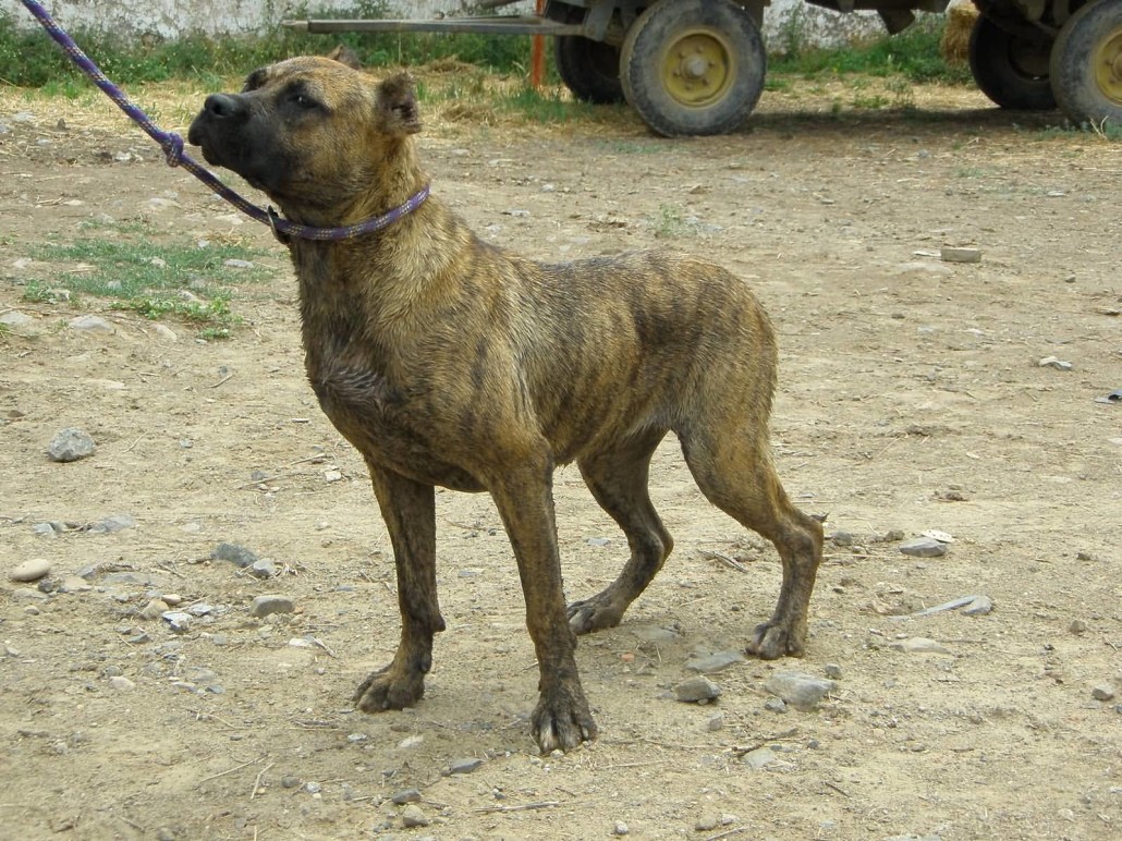Alano Español Dog: Alano Alano Espanol Breed