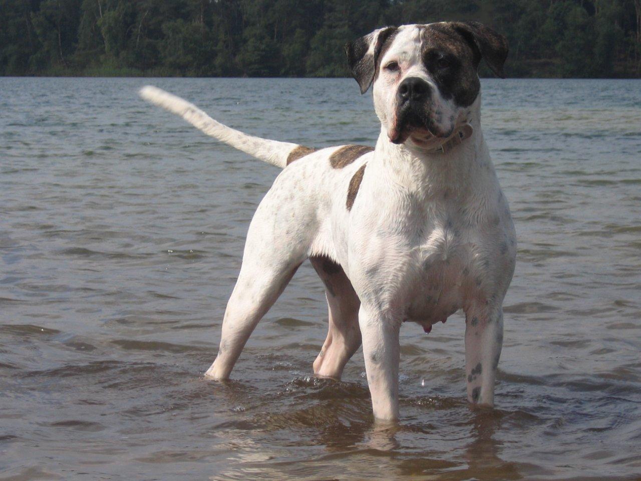 American Bulldog Dog: American American Bulldog In The Water Breed