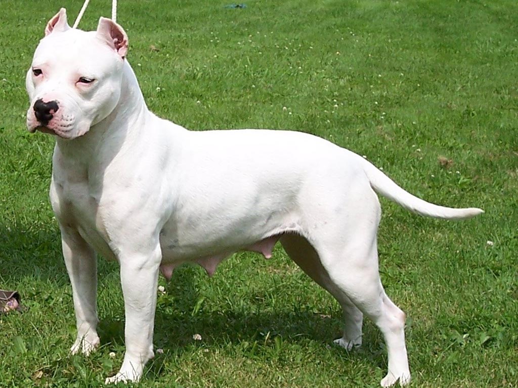 American Staffordshire Terrier Dog: American Traits And Temperament Breed