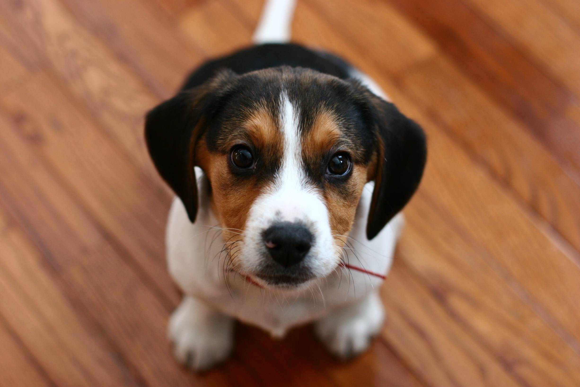 Beagle Dog: Beagle Beagle Kopegi Breed