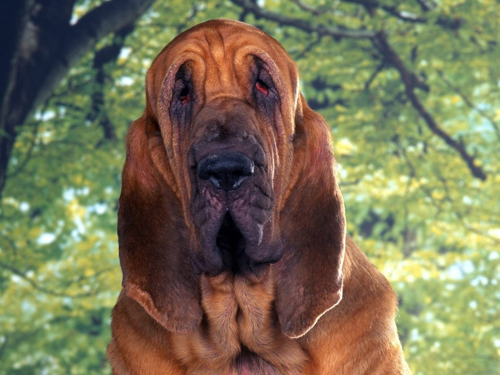 Bloodhound Dog: Bloodhound Bloodhound Breed
