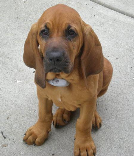 Bloodhound Dog: Bloodhound Bloodhound Puppies S Breed