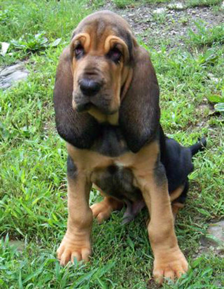 Bloodhound Puppies: Bloodhound Simon The Bloodhound Breed