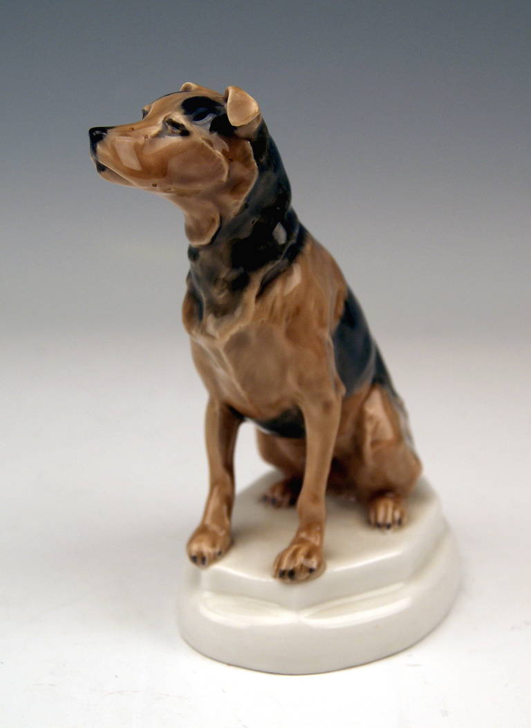 Blue Paul Terrier Dog Puppy Dog Gallery