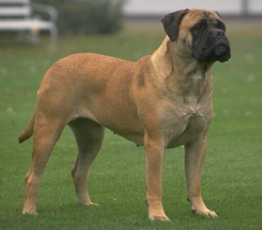 Bullmastiff Dog: Bullmastiff Bullmastiff Breeders Overviews And