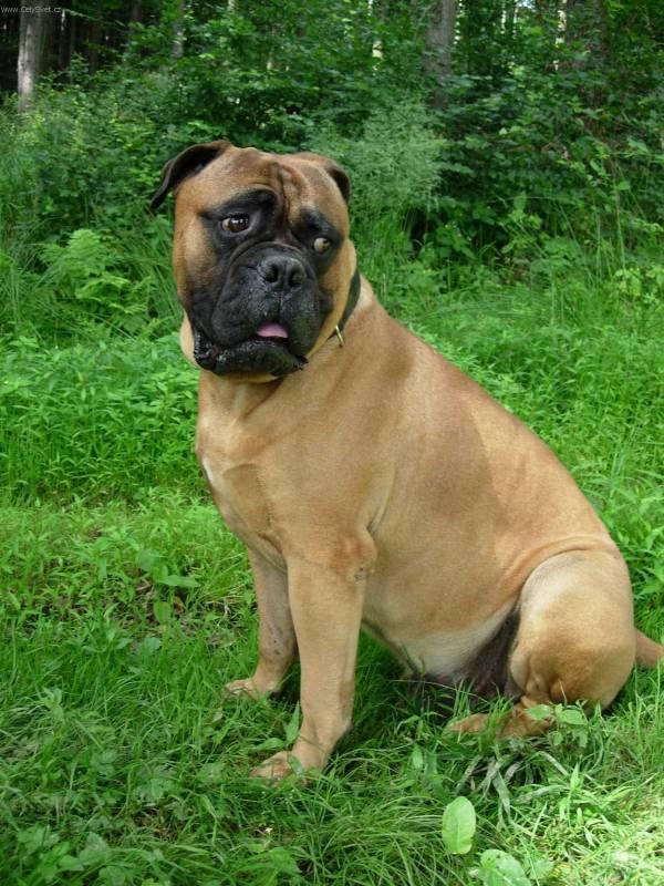 Bullmastiff Dog: Bullmastiff S Bullmastiff Dog Standard Article Breed
