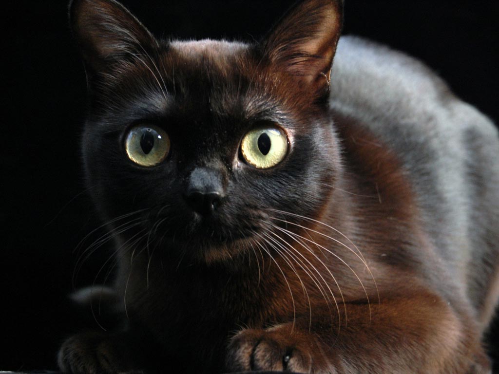 Burmese Cat: Burmese Archive Breed