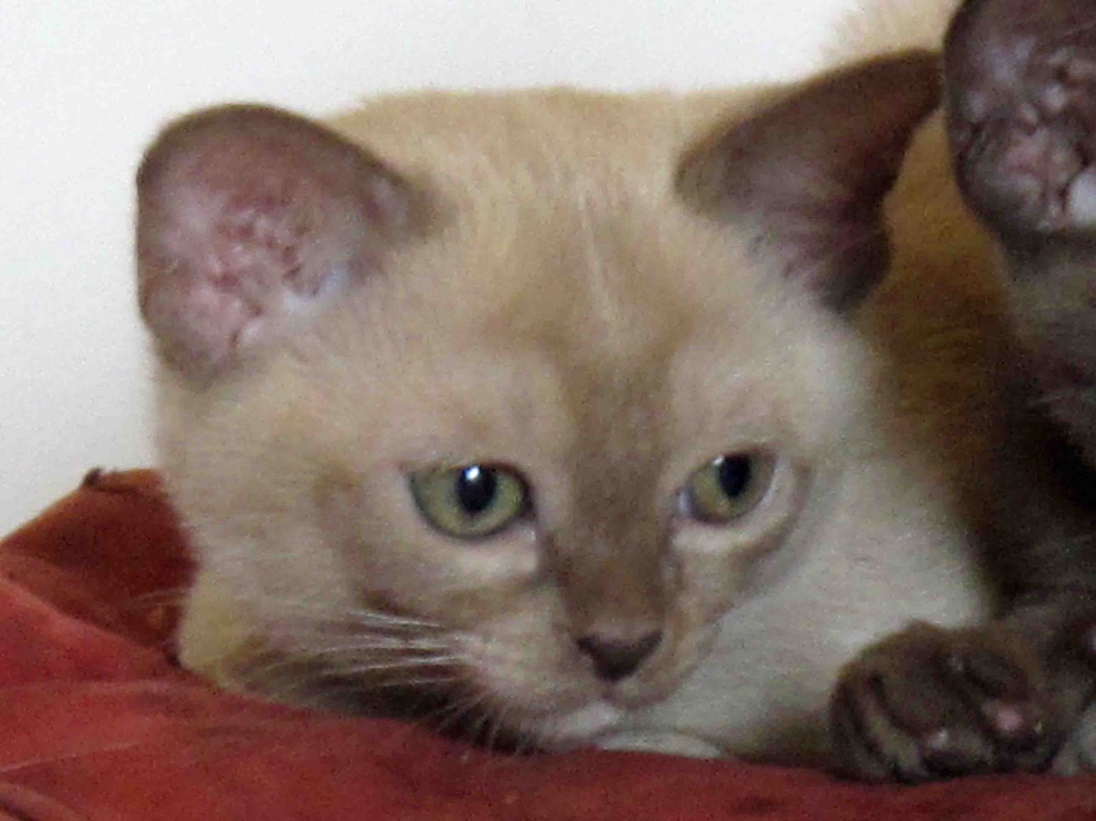 Burmese Kitten: Burmese Burmese Kitten Interlude Breed