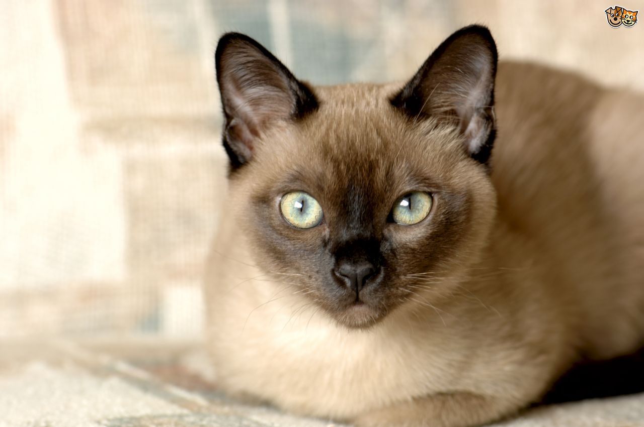 Burmese Cat: Burmese The Tonkinese Cat Breed