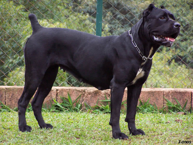 Cane Corso Dog: Cane Cane Corso Mastiff Dog Breed