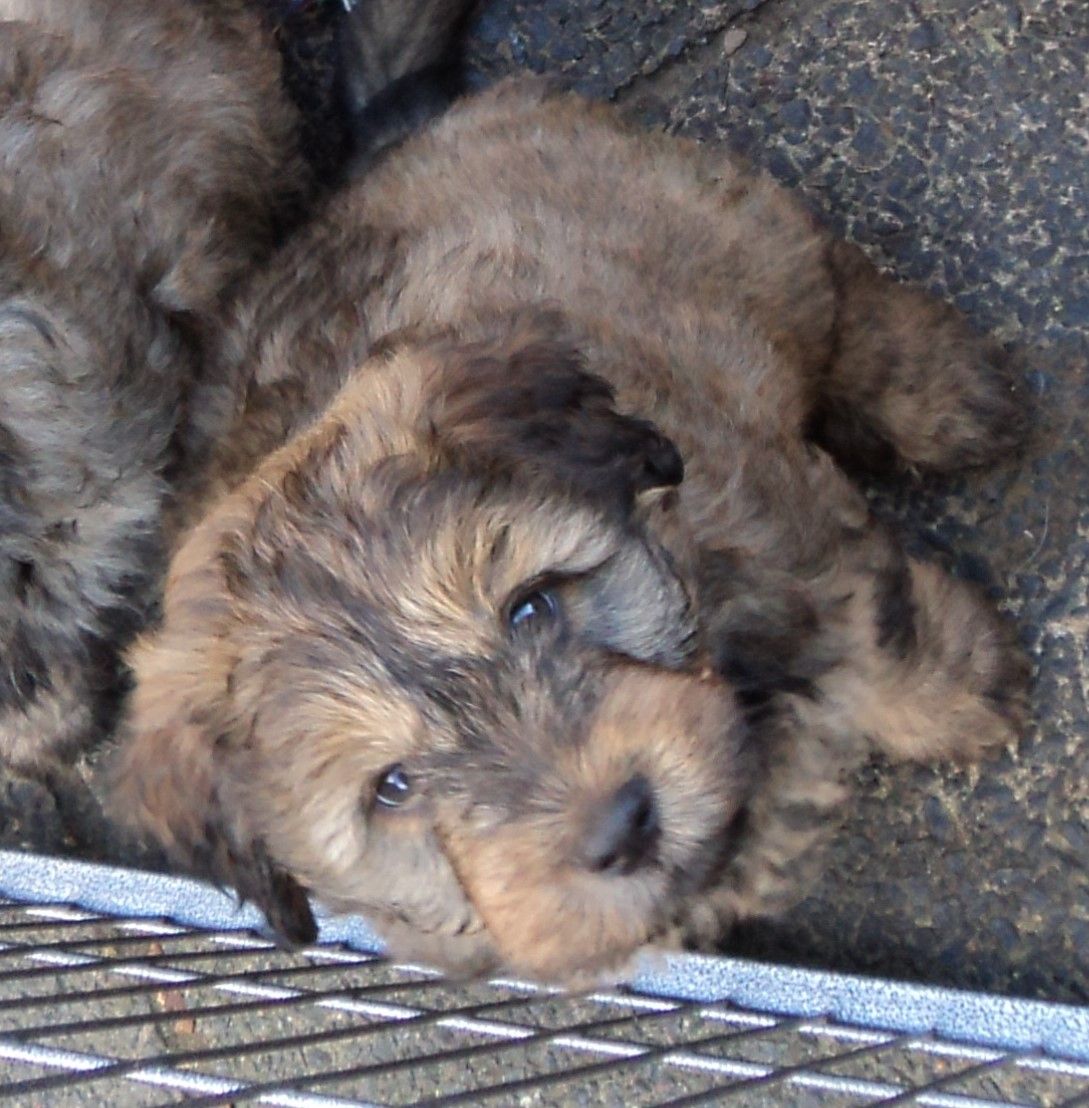 Catalan Sheepdog Puppies: Catalan Catalan Sheepdog Pups For Sale Quality Fawn Males Ayr Breed