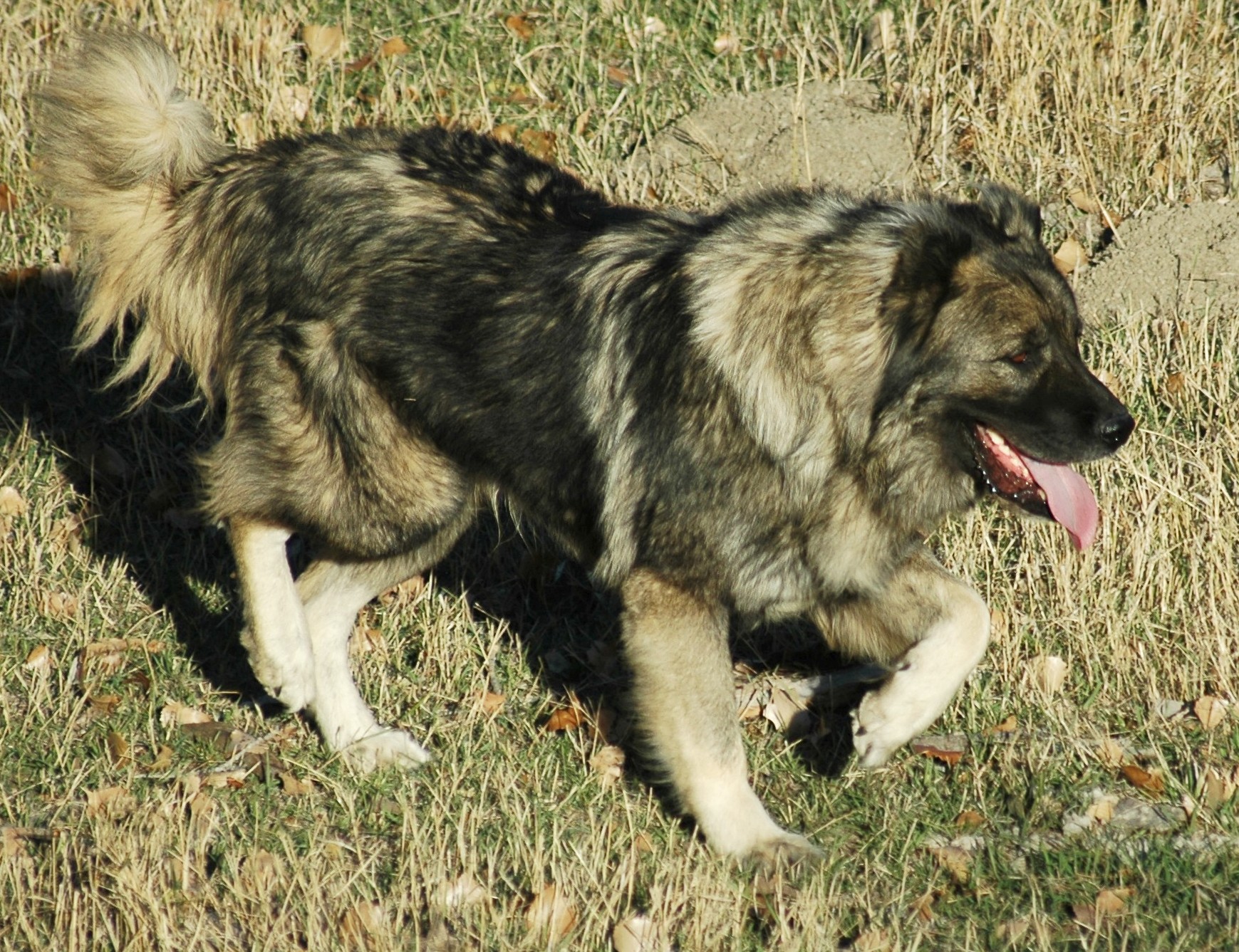 Caucasian Shepherd Dog: Caucasian Caucasian Shepherd Dog On Walk Breed