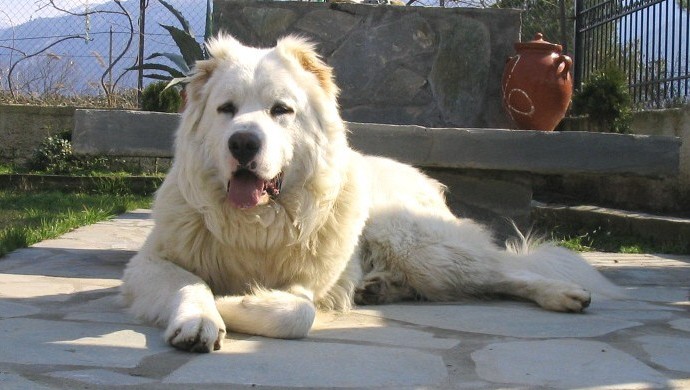 Caucasian Shepherd Dog: Caucasian Gigantic Dogs Caucasian Shepherd Dog Breed