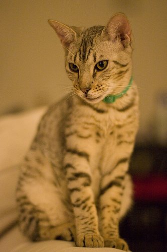 Cheetoh Cat: Cheetoh Cheetoh Cat Breed