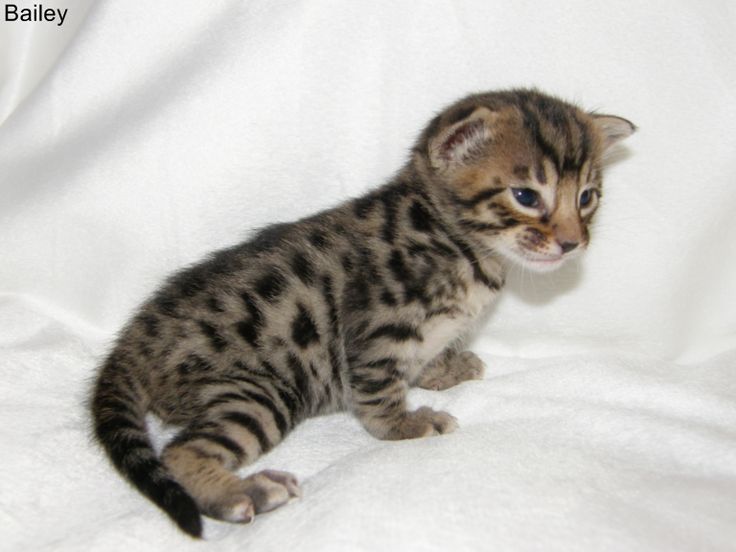 Cheetoh Cat: Cheetoh Cheetoh Kittens Breed