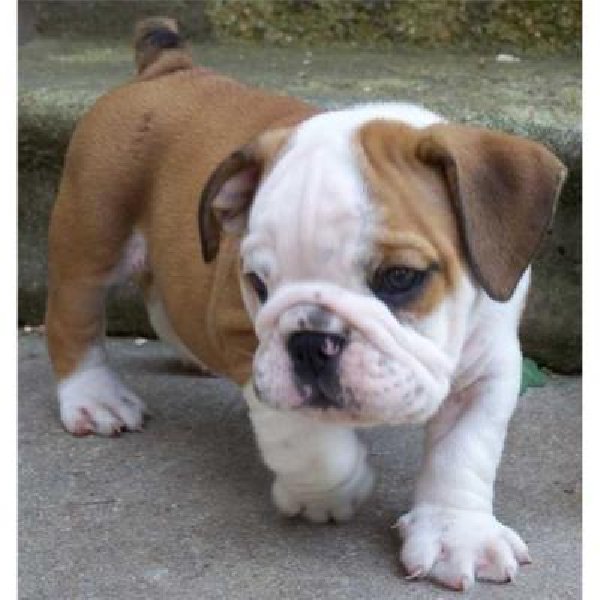 Chien Français Tricolore Puppies: Chien Adorable Male And Female English Bulldog Puppies For Free Adoption Breed