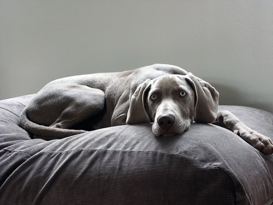 Chien-gris Dog: Chien Gris Dogs Companion Lit Pour Chien Gris Souris Corduroy Breed
