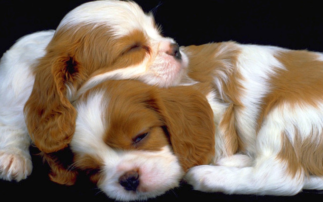 Chien Français Tricolore Puppies: Chien Little Sweethearts Breed