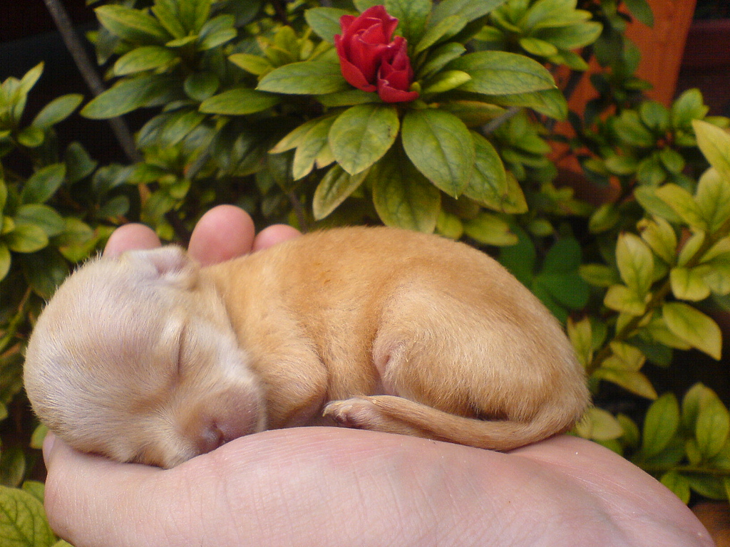 Chihuahua Puppies: Chihuahua Chiens Breed