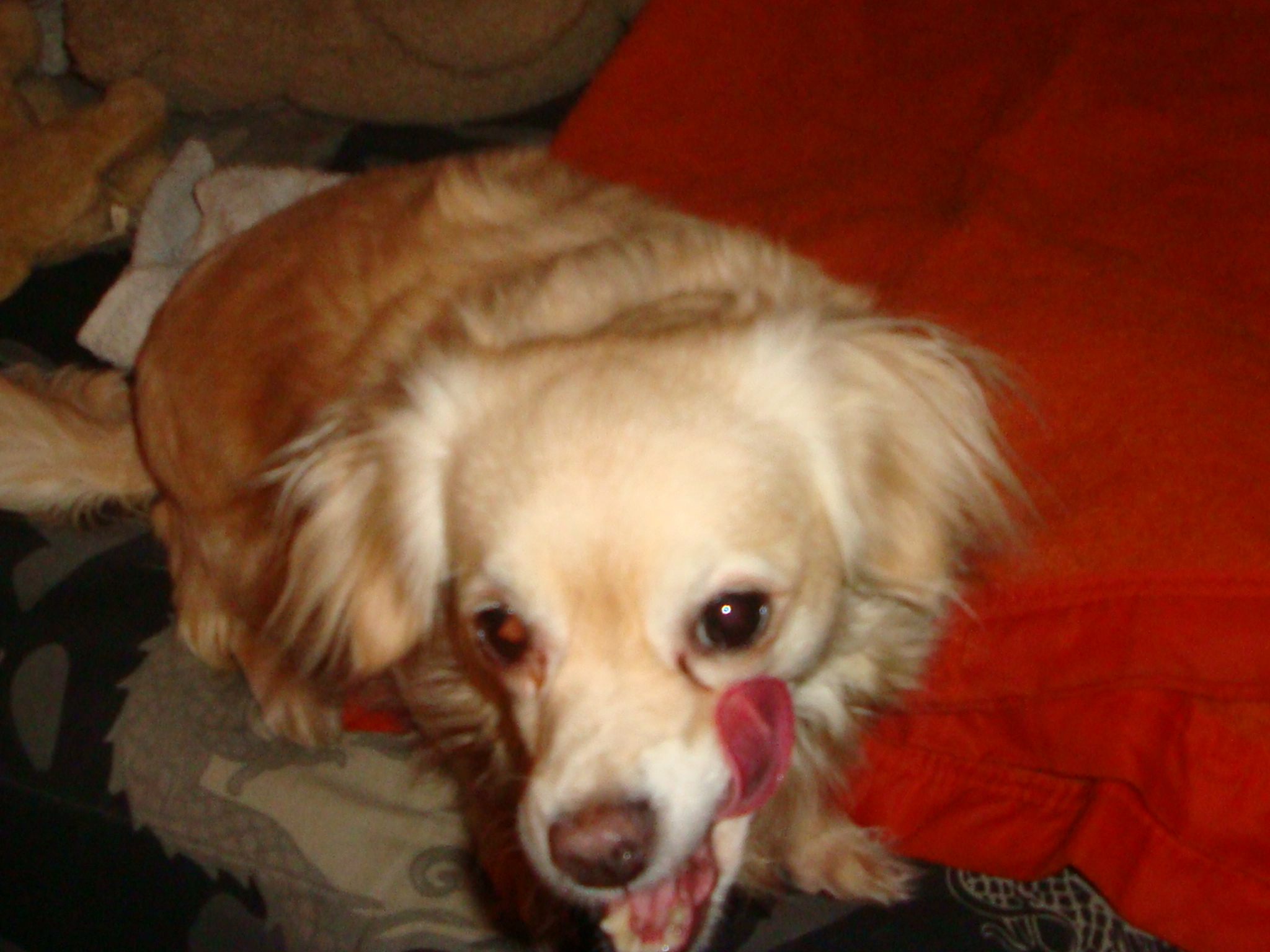 Chihuahua Dog: Chihuahua Cricket Sue Breed