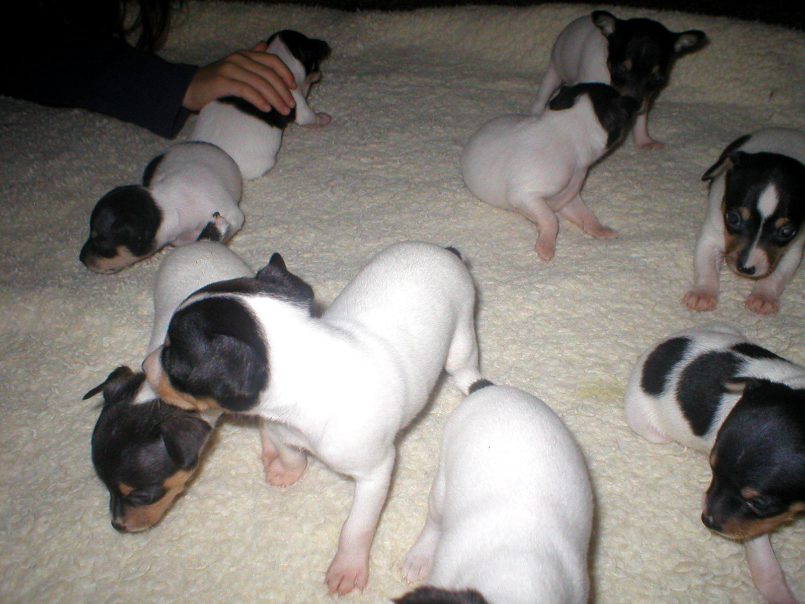 Chilean Fox Terrier Puppies Puppy Dog Gallery