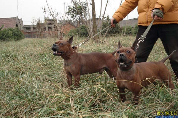Chinese Chongqing Dog: Chinese Showthread Breed