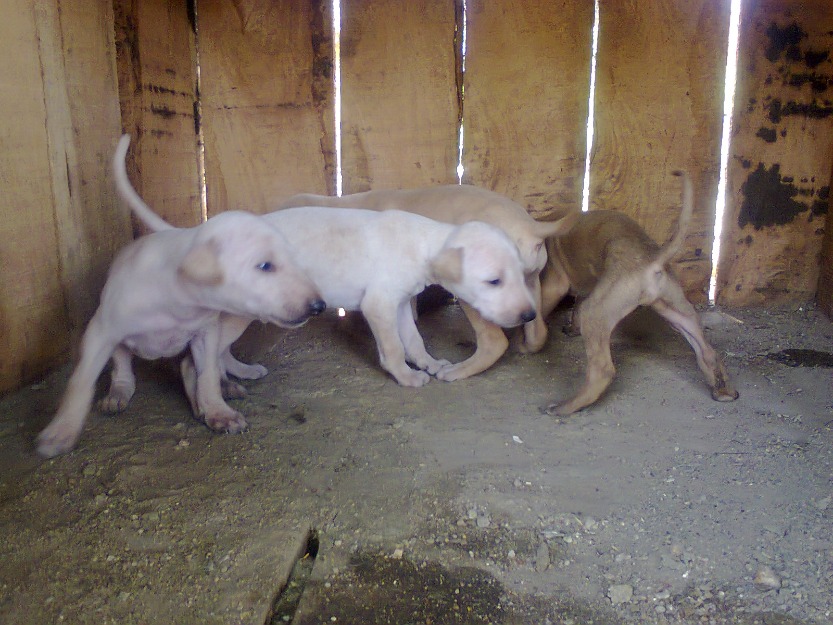 Chippiparai Puppies: Chippiparai Chippiparai Puppies For Sale In Chennai Sale Good Of Animal Dogs Chippiparai Healthy Puppies Ad Breed