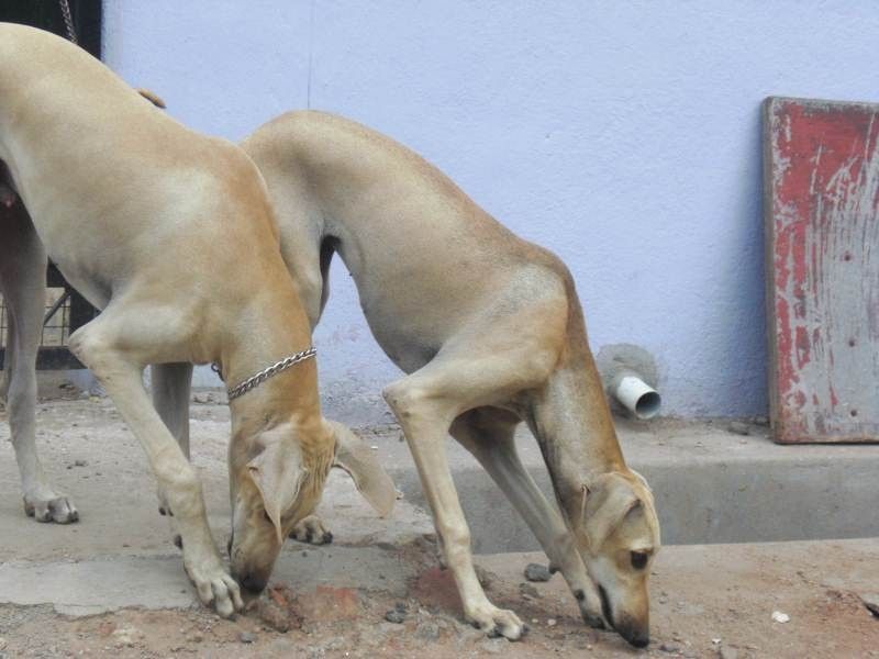 Chippiparai Puppies: Chippiparai Chippiparai Puppies For Sale Native Dogs Kci Registered Puppies For Sale R Breed
