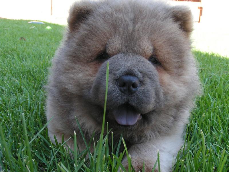Chow Chow Puppies: Chow Chow Chow Puppies Pictures Review Breed