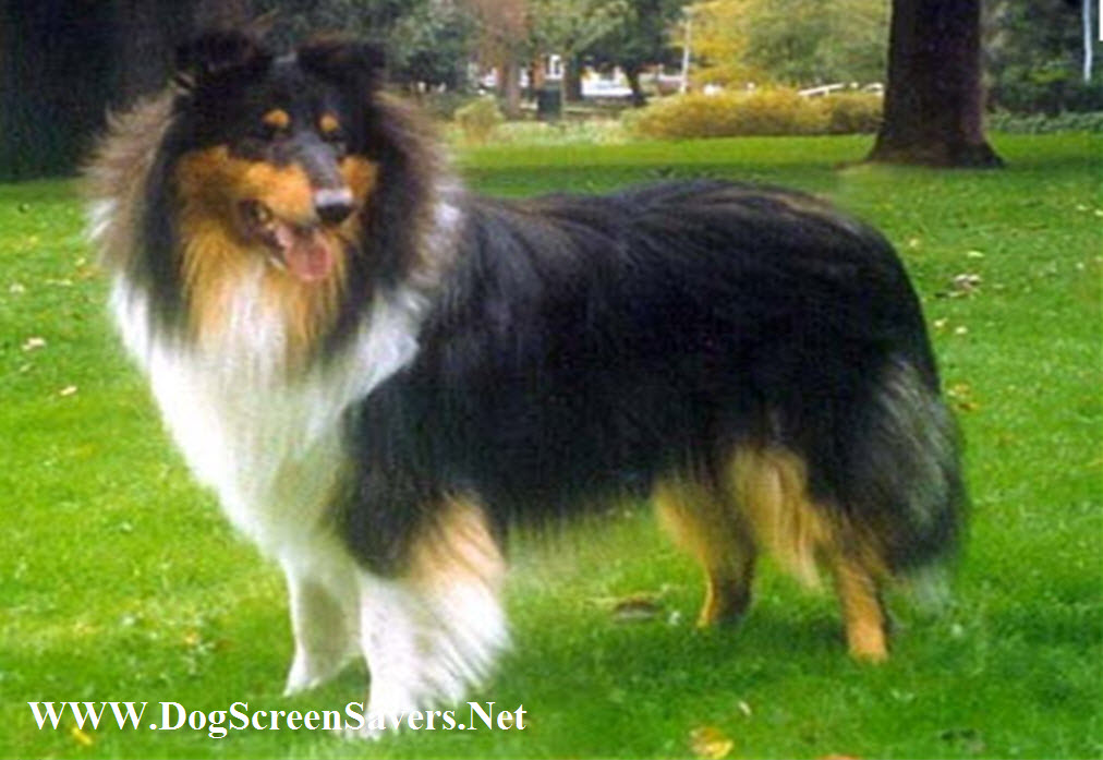 Collie, Smooth Dog: Collie, Smooth Collie Dogs Screensaver Breed