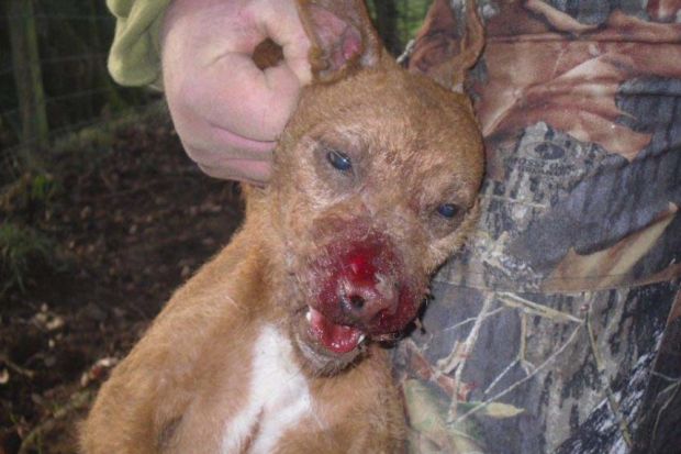 Cordoba Fighting Dog: Cordoba Bid To Break Dog Fighting Rings Breed