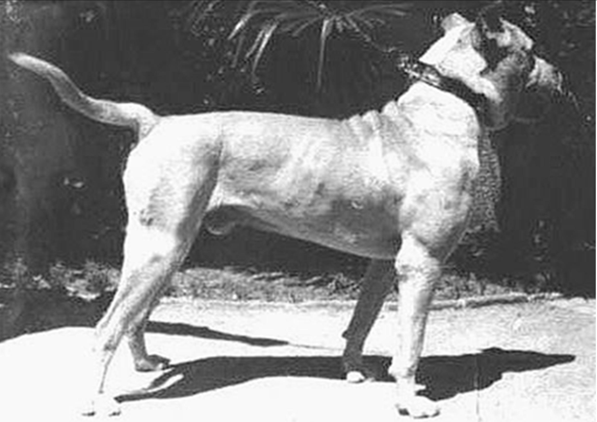 Cordoba Fighting Dog: Cordoba Dogo Argentino Breed