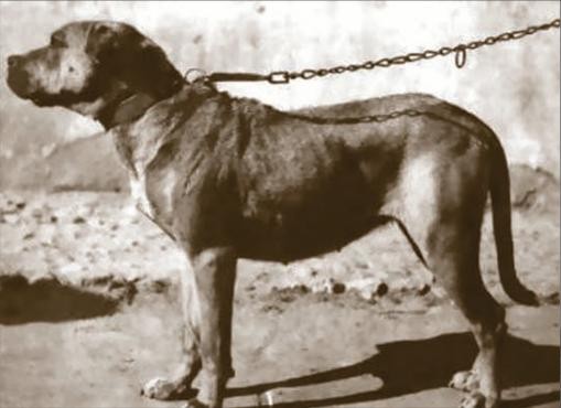 Cordoba Fighting Dog: Cordoba The Argentine Dogo Breed