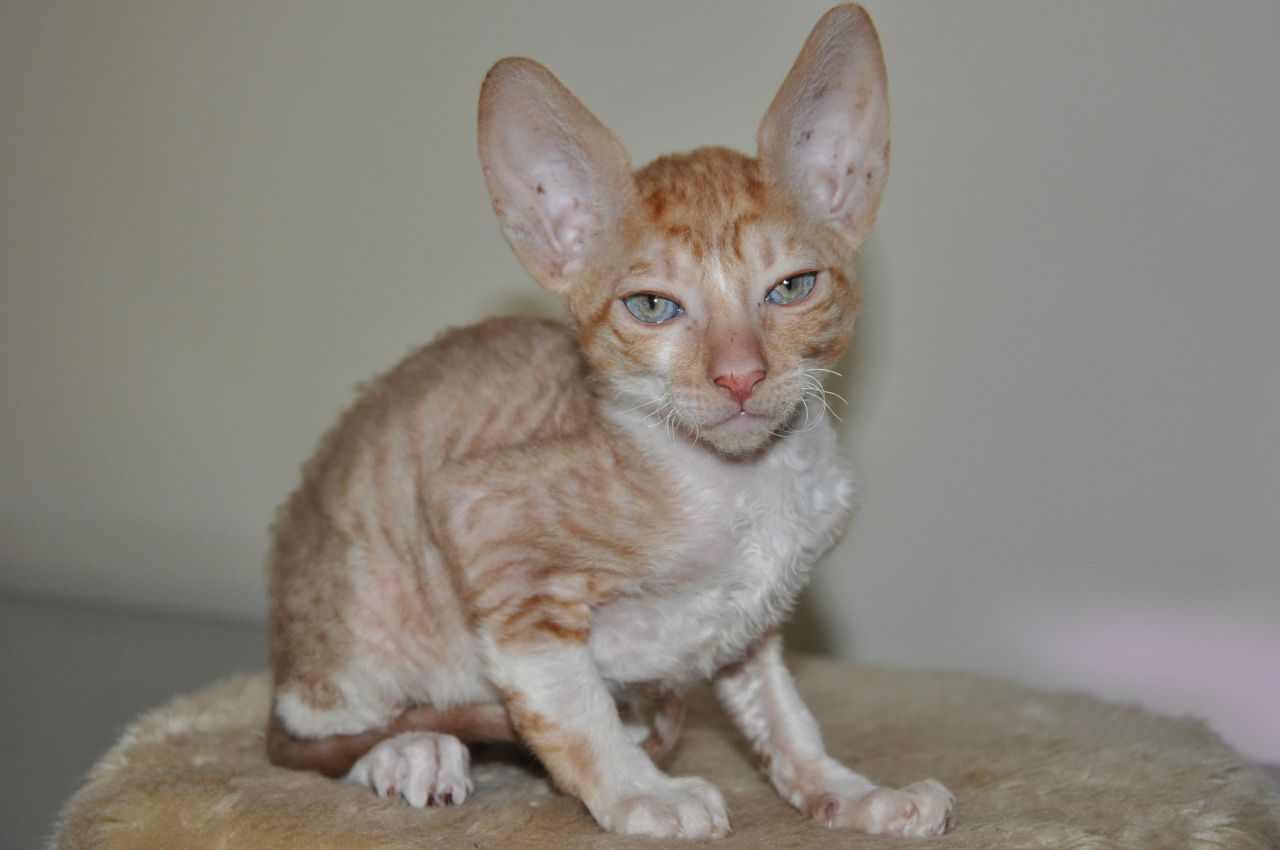 Cornish Rex Kitten: Cornish Cornish Rex Kittens For Adoption Posted Breed