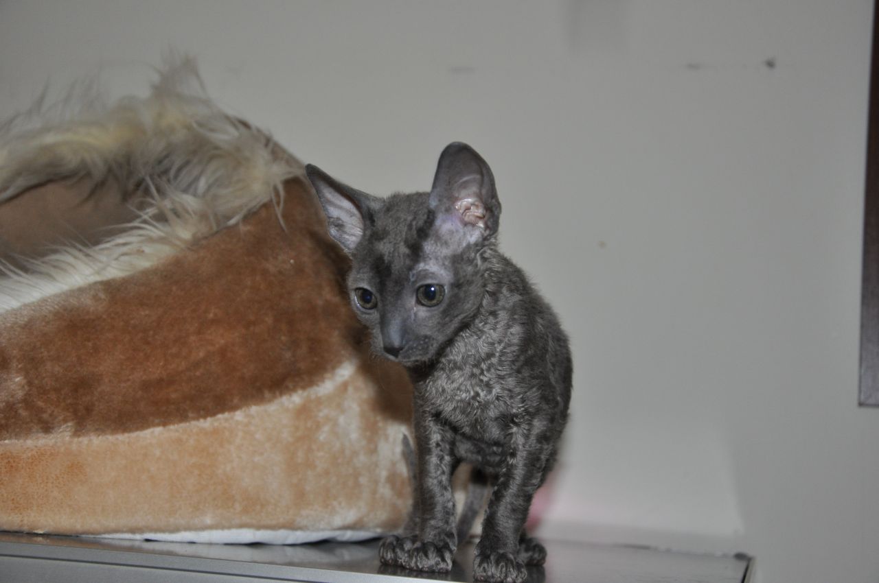 Cornish Rex Kitten: Cornish Cornish Rex Kittens For Sale Feltham Breed