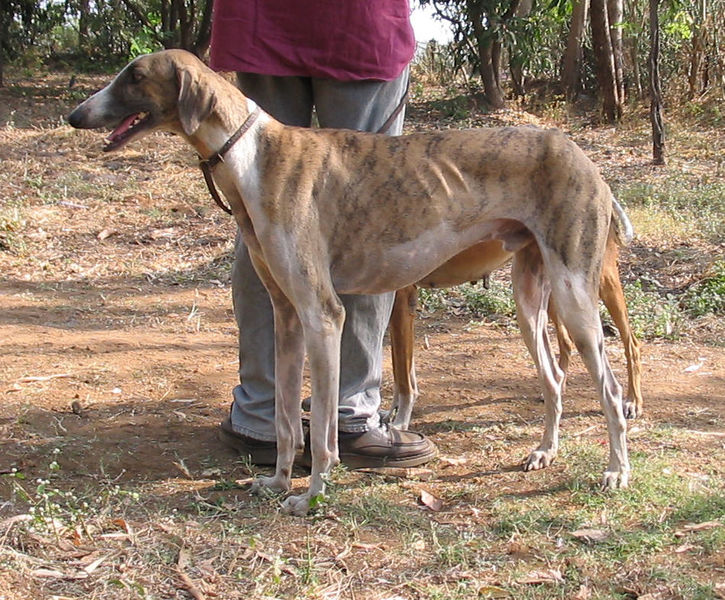 Cretan Hound Dog: Cretan Archive Breed