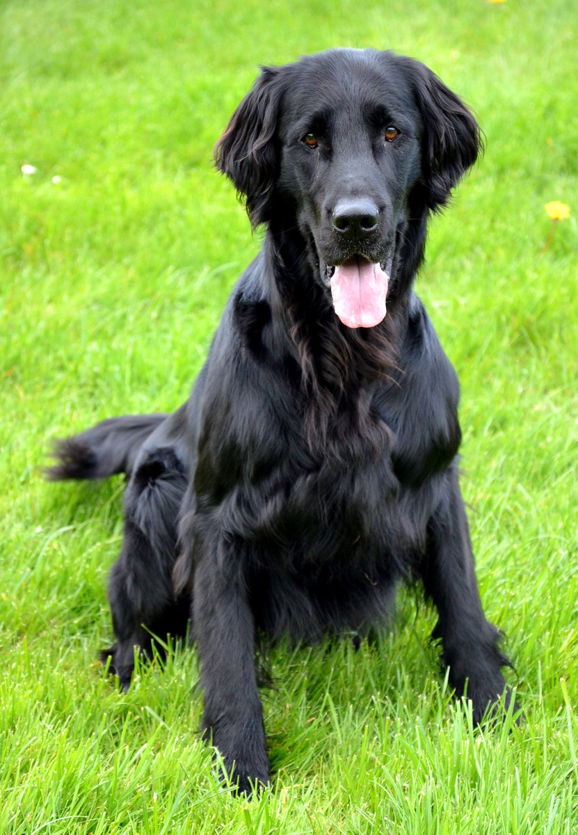 Curly Coated Retriever Dog: Curly Curly Coated Retriever Breeders