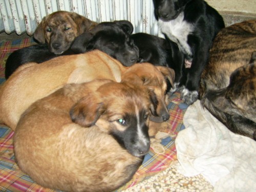 Cursinu Puppies: Cursinu Border Terrier X Shih Tzu Breed