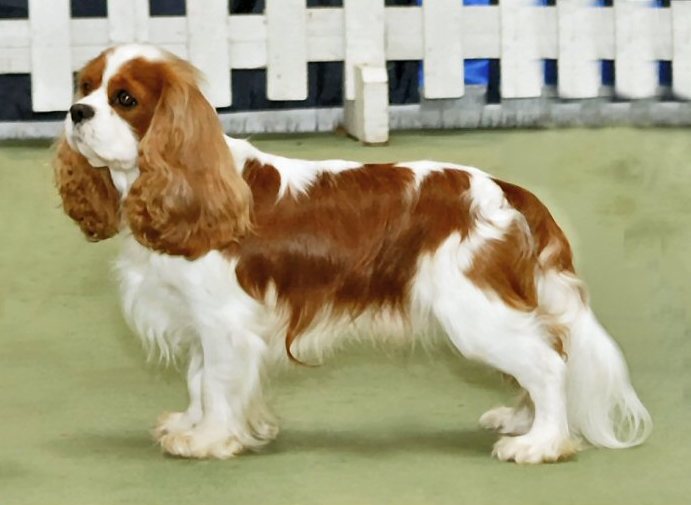Cursinu Puppies: Cursinu Cavalier King Charles Spaniel Dog Breed
