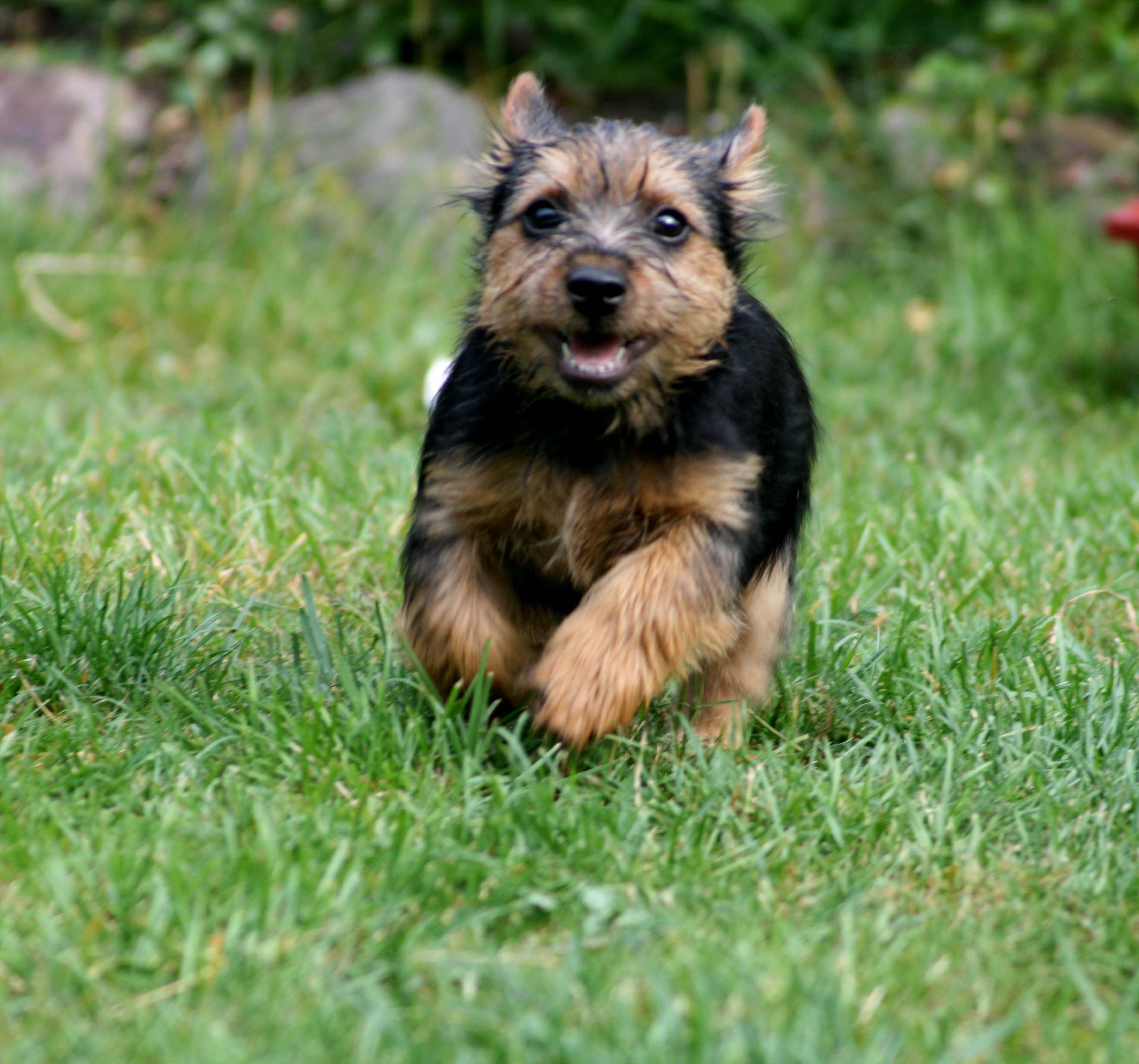 Cursinu Puppies: Cursinu Running Norwich Terrier Dog Breed