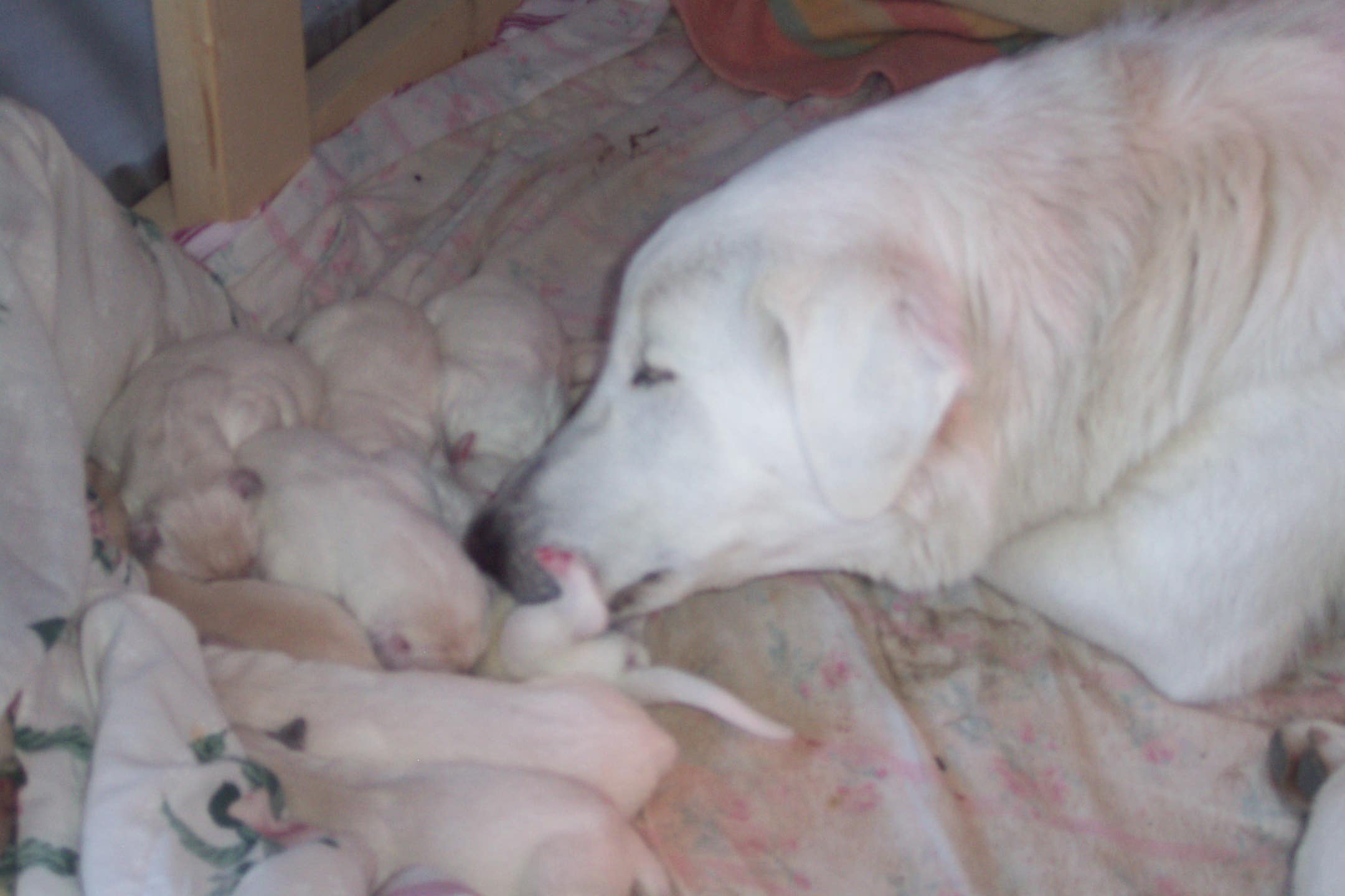 Cute Akbash Puppies: Cute Akbash Dog With Newborn Puppies Breed