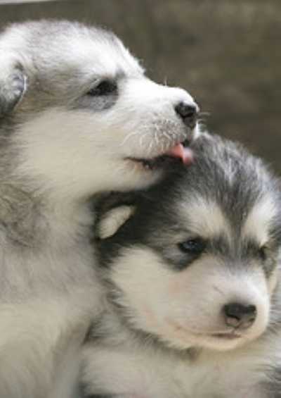 Cute Alaskan Malamute Puppies: Cute Alaskan Malamute Puppies Breed