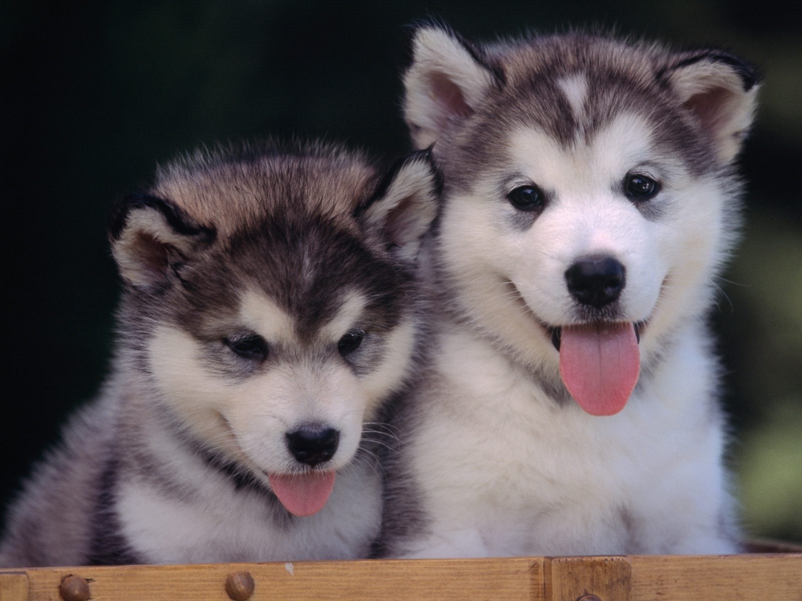 Cute Alaskan Malamute Puppies: Cute Cute Alaskan Malamute Puppies Pictures Breed