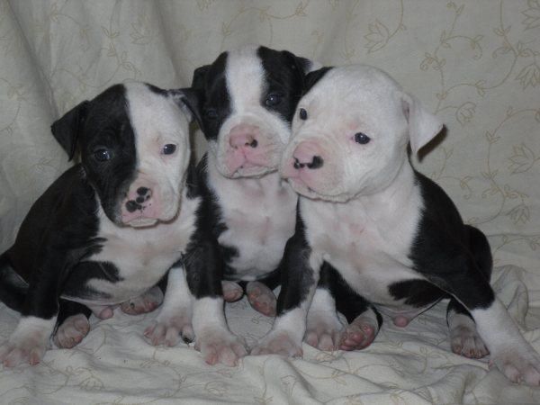 Cute American Bulldog Puppies: Cute Cute And Chunky American Bulldog Puppies Birmingham Breed