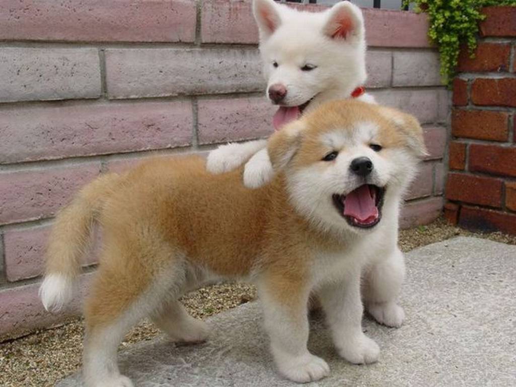 Cute Akita Inu Puppies: Cute Cute Animals Breed