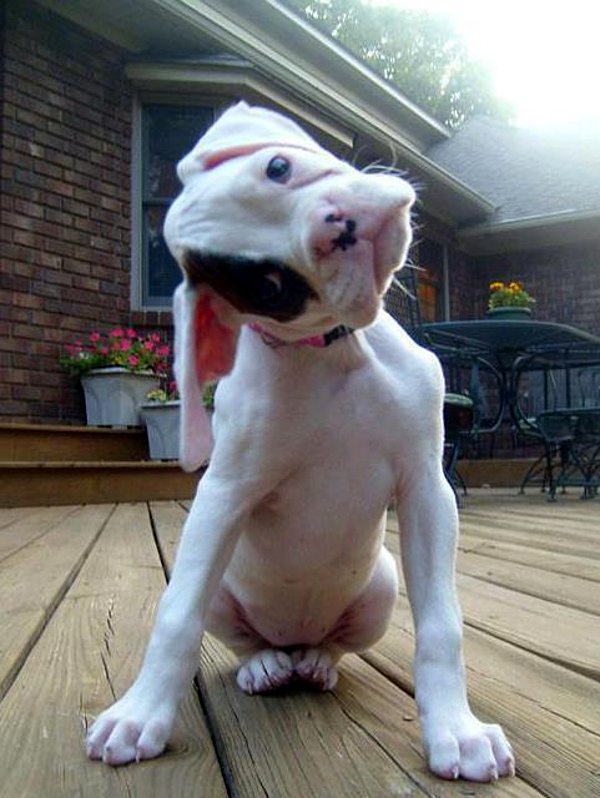Cute American Bulldog Puppies: Cute Cute Dog Head Tilt Breed